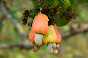 Ripe and raw cashew apple fruits, soft and selective focus. photo