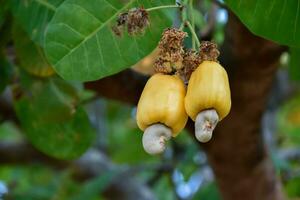 Ripe and raw cashew apple fruits, soft and selective focus. photo