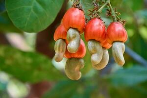 Ripe and raw cashew apple fruits, soft and selective focus. photo