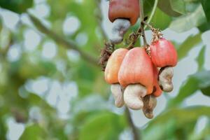 Ripe and raw cashew apple fruits, soft and selective focus. photo