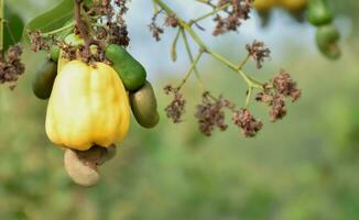 Ripe and raw cashew apple fruits, soft and selective focus. photo