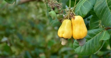 Ripe and raw cashew apple fruits, soft and selective focus. photo