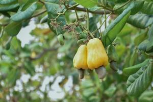 Ripe and raw cashew apple fruits, soft and selective focus. photo