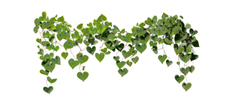 Hanging vines, creepers, leaves, forest, shrubs . AI Generated png