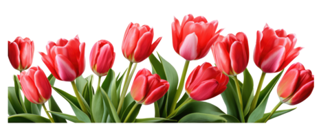 Group of red beautiful tulips . AI Generated png