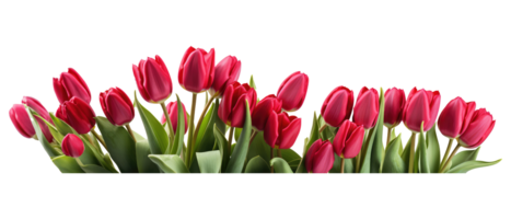 Group of red beautiful tulips . AI Generated png