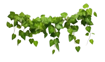 Hanging vines, creepers, leaves, forest, shrubs . AI Generated png