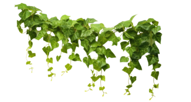 Green leaves Javanese treebine Grape ivy jungle vine hanging ivy plant bushs . AI Generated png