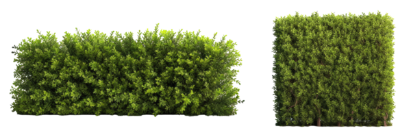 groen gras netjes bijgesneden buxus heg, het verstrekken van structuur en privacy in tuin ontwerp . ai gegenereerd png