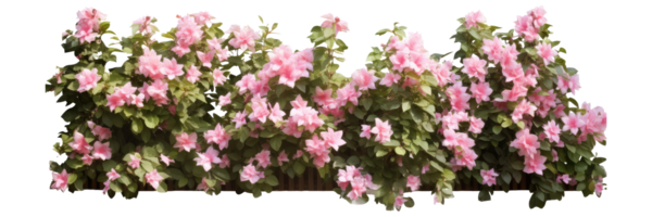 Tropical Flower shrub bush fence tree isolated plant with clipping path . AI Generated png