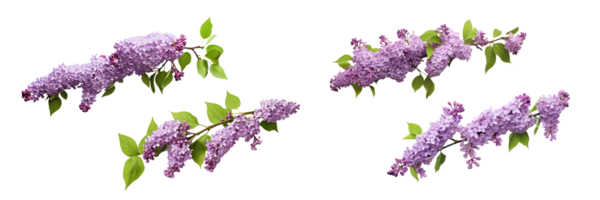 lilac branch . AI Generated png