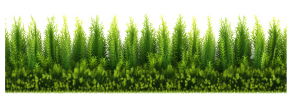 groen gras netjes bijgesneden buxus heg, het verstrekken van structuur en privacy in tuin ontwerp . ai gegenereerd png