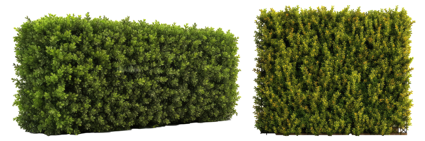 groen gras netjes bijgesneden buxus heg, het verstrekken van structuur en privacy in tuin ontwerp . ai gegenereerd png