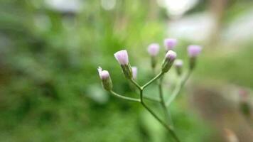 pequeño púrpura flores estropeado por el viento en el mañana, vídeo para relajación video