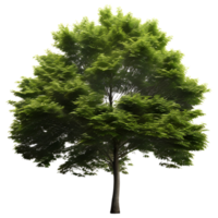 arbre isolé sur une blanc Contexte. ai génératif png