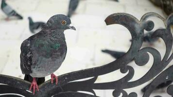 oiseaux de pigeon dans la nature l'après-midi video