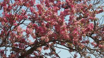 körsbär blomma under blå himmel på de springtime i solig dag. video