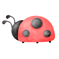 aquarelle coccinelle animal png