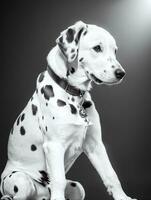 Happy Dalmatian Dog Black and White Monochrome Photo in Studio Lighting
