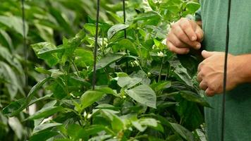 granjero manos revisando hojas de planta en invernadero video