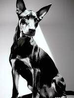 Happy Doberman Pinscher Dog Black and White Monochrome Photo in Studio Lighting