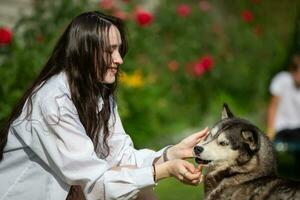 A beautiful girl is playing with a Husky dog. photo