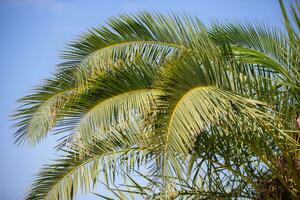 Palm branches against the blue sky. photo