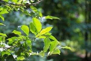 natural antecedentes. erecia planta con verde hojas. foto