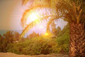 Tropical palm tree against the background of yellow sun rays. photo