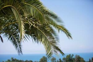 Palm branches against the blue sky and the sea. Tropical landscape for relaxation. photo