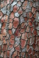 The texture of the scaly bark of a pine close-up. photo