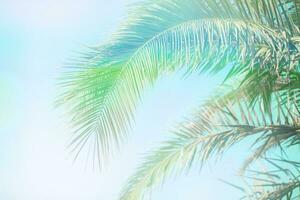 Palm trees against the blue sky, Palm trees on the tropical coast, vintage toned and stylized. photo
