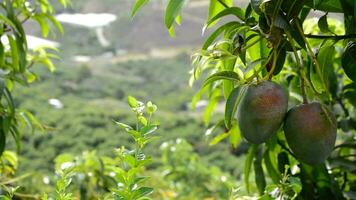 dos mangos Fruta colgando video