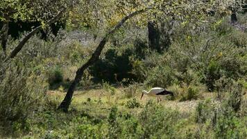 Storch im erhalten video