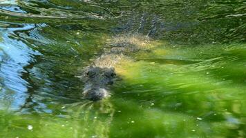 cocodrilo nadando en el río video