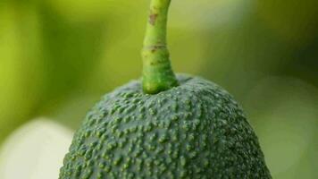 Hass avocado hanging in close up video