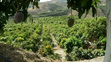 Mango fruit tree video