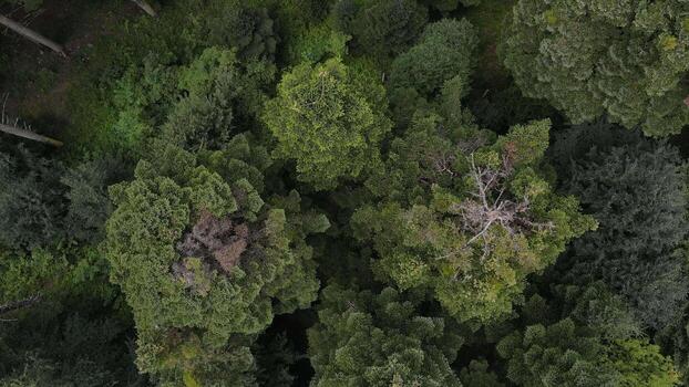 Natural forest aerial top view photo