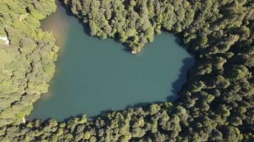 natural estanque verde bosque aéreo zumbido foto