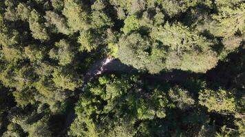 Epic Forest Road Aerial View photo