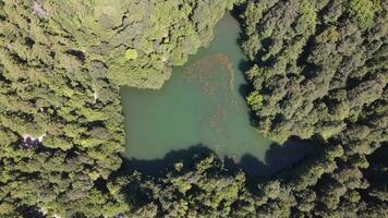 aéreo ver estanque Entre arboles foto