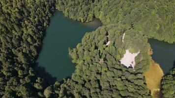 estanque lago natural bosque foto