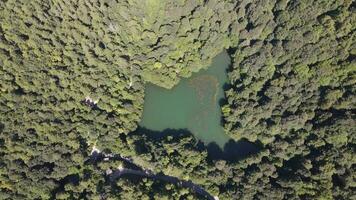 aéreo zumbido natural lago bosque foto