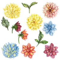 Dahlia, watercolor flower set. png