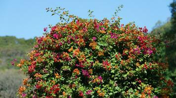 las hermosas flores que florecen en el jardín en primavera foto