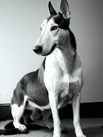 contento galgo perro negro y blanco monocromo foto en estudio Encendiendo