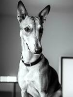 contento galgo perro negro y blanco monocromo foto en estudio Encendiendo