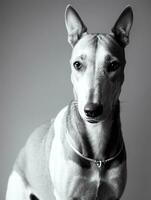 Happy Greyhound Dog Black and White Monochrome Photo in Studio Lighting