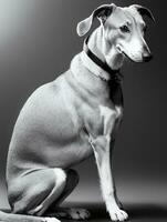 Happy Greyhound Dog Black and White Monochrome Photo in Studio Lighting