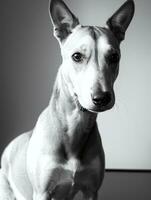 contento galgo perro negro y blanco monocromo foto en estudio Encendiendo